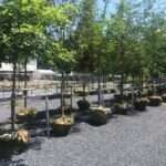 rows of trees to select from