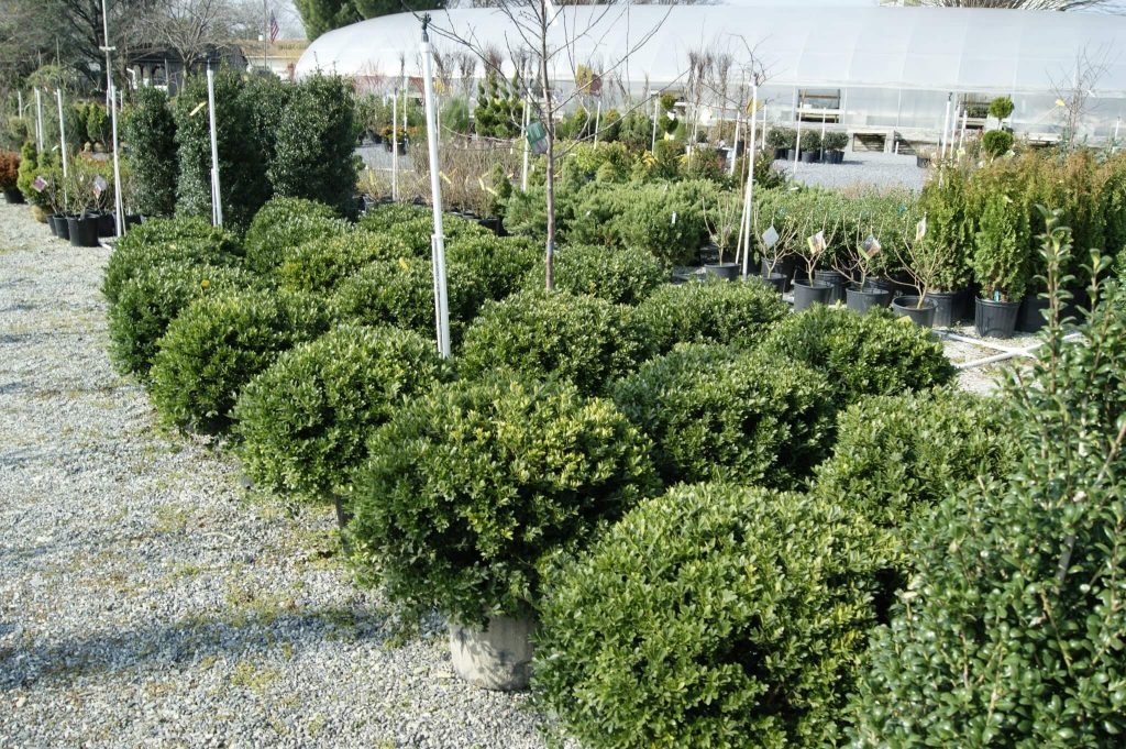 shrubs available for fall planting