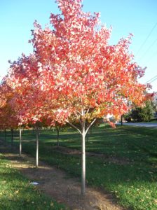 shade trees