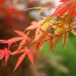 Japanese Maple Leaves