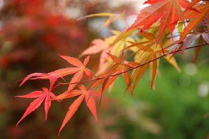 Japanese Maple Tree