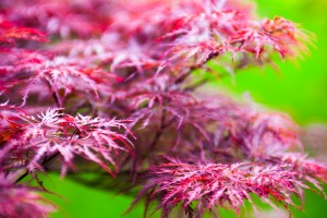 japanese maple root's nurseries manheim pennsylvania