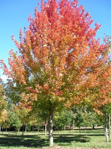 Deciduous Tree