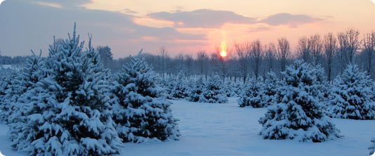 evergreen trees strasburg