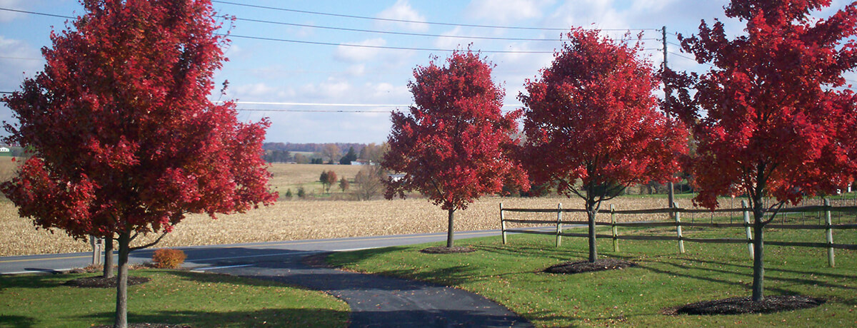 Roots Nurseries Fall Selections